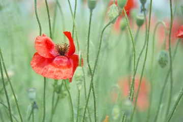 flower of field poppy