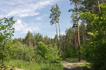 Fototapeta premium morning in the pine forest in the summer