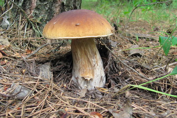 boletus edulis among pine needles under a pine tree