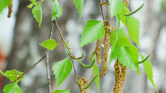 Birch twig with catkins