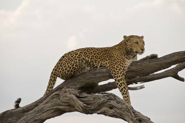 Leopardo