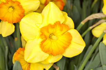 Fototapeta premium Closeup of a Larged-cupped Daffodil -Delebes- (Narcissus sp) flower in a garden