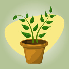 Indoor plant colorful icon