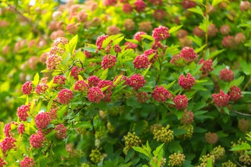 Blooming hedge in summer.