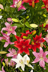 Closeup of a mixed assorted Asiatic Lilies flower in a garden © Aneese