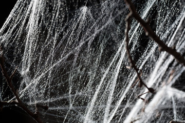 Abstract Spiderweb on black