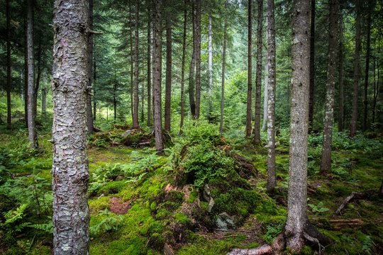 Deep moss forest © Michael Sapryhin