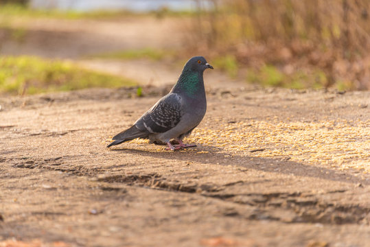 A pigeon eating grain