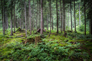 Deep moss forest