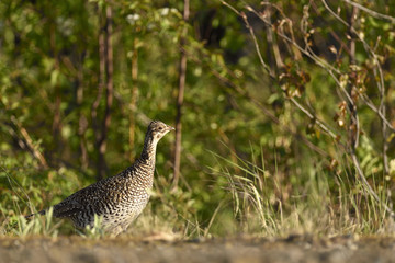 Tétras à queue fine (femelle)