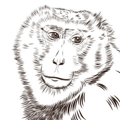 Chimpanzee drawing vector. Animal artistic, use for your design.