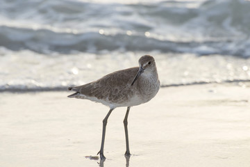 Schlammtreter / Willet