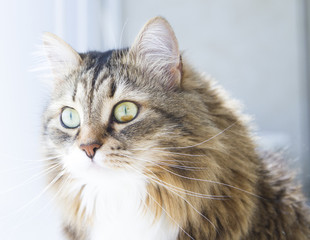 foreground of siberian cat, female brown with white version