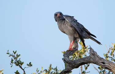 Pale Chanted Goshawk / Hühnerhabicht
