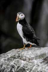 Puffin 4