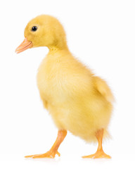Cute domestic duckling, isolated on white background 