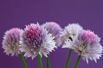 Allium flowers with a purple background.
Close up image with selective focus of Allium flowers.