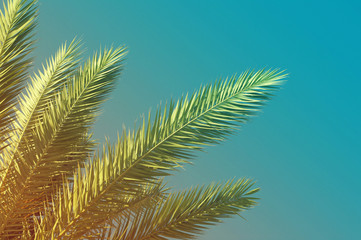 Naklejka premium Summer background with Palm tree against sky. Sea tour.