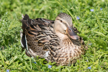 weibliche Stockente (Anas platyrhynchos) 