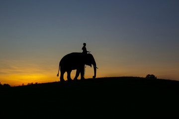 Fototapeta na wymiar Silhouette Elephant