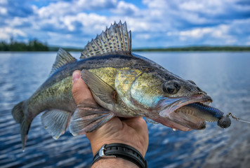Walleye fishing in Sweden