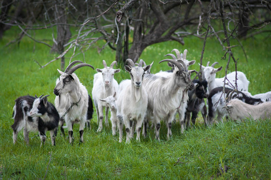 Image of domestic goat close up on a background