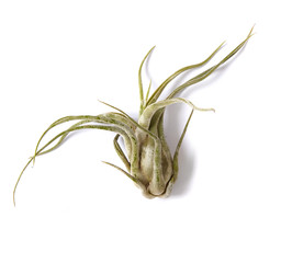 Air succulent plant isolated on a white background