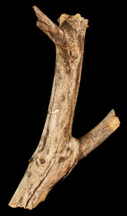 Tree branch