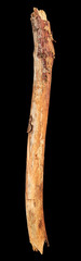 Fototapeta premium Tree branch