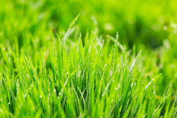 Green grass