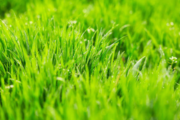 Green grass