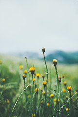Wild Flowers in the Black Forest