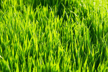 Green grass