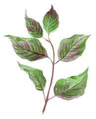 Watercolor branch of tree with green violet picturesque leaves. Hand painted floral design element