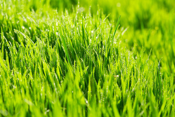 Green grass
