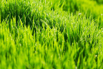 Green grass
