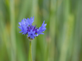 detail view at blue bell flower in bloom