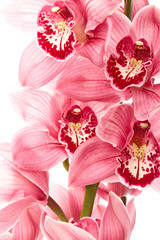Panele Szklane Podświetlane  Kwiaty orchidei