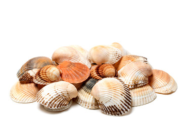 Fototapeta na wymiar Seashells of anadara and scallop