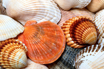 Background of seashells