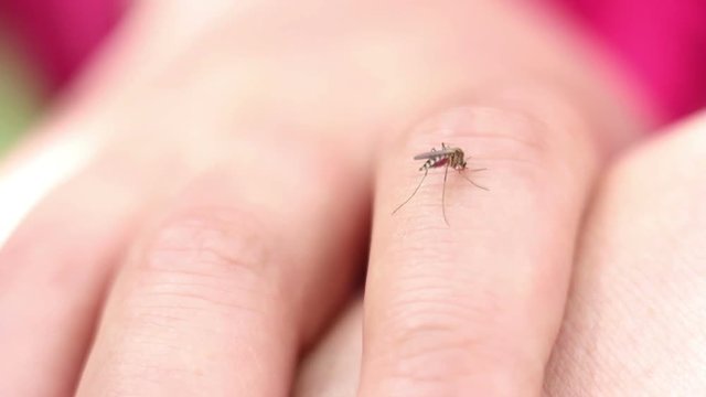 Mosquito Bite People Outdoors