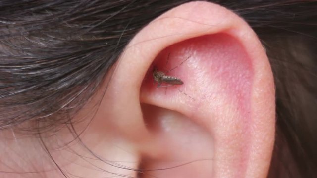 Mosquito Bite People Outdoors