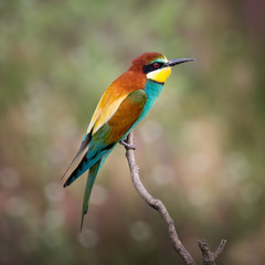 European bee-eater ( Merops Apiaster ) sitting on the branch. Blurry background