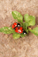 Beautiful ladybugs being mate on green leaves