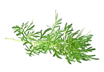 Sagebrush twig isolated on white background