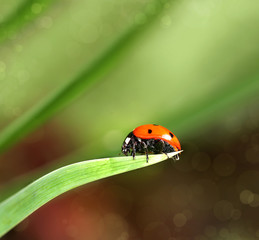 Ladybird closeup on a leaf