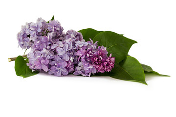 Beautiful lilac brush on a white background.