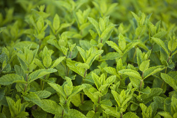 Green fresh mint in a summer herbs garden.