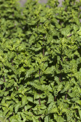 Green fresh mint in a summer herbs garden.