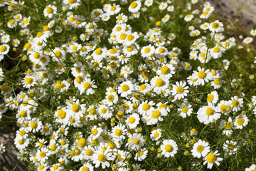 Chamomile flower